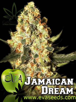 Semillas Eva Seeds Jamaican Dream x31