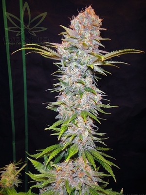 Semillas Nirvana Seeds Auto Jock Horror x31