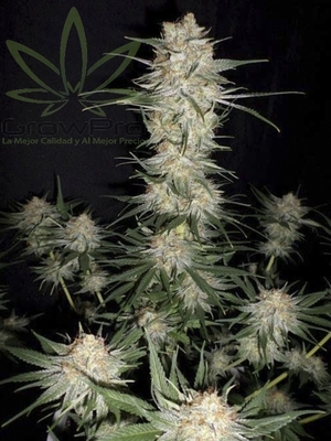 Semillas Buddha Seeds Kraken x31