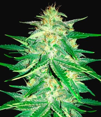 Semillas Fast Buds Auto Lemon AK x11