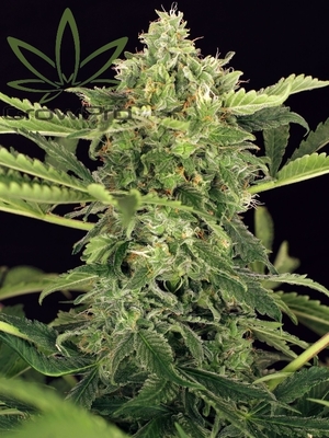 Semillas Exotic Seed Mango Cream x31