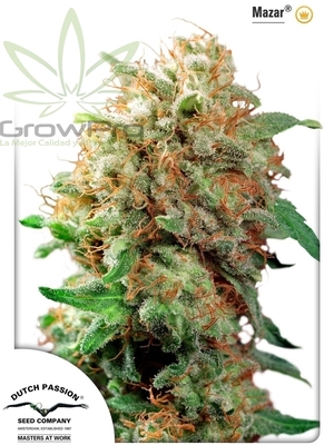 Semillas Dutch Passion Mazar x31