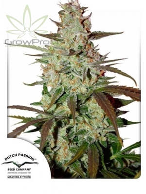 Semillas Dutch Passion Auto Mazar x31