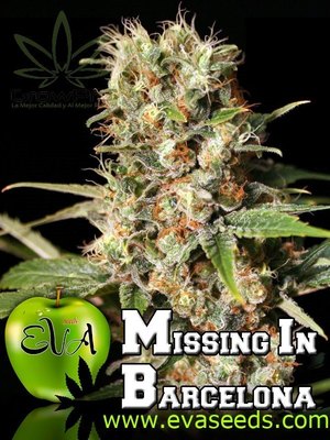 Semillas Eva Seeds Missing in Barcelona (M.I.B) x31