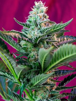 Semillas Sweet Seeds Auto Mohan Ram x41
