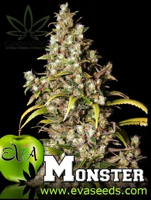 Semillas Eva Seeds Monster x3