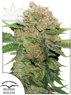 Semillas Dutch Passion Auto Night Queen x31