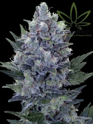 Semillas Royal Queen Northern Light x31