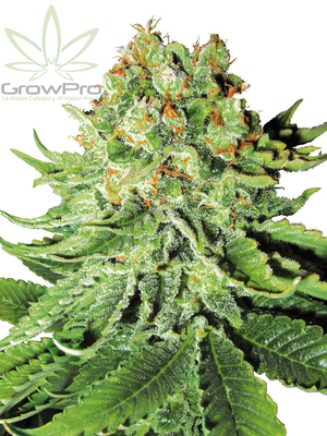 Semillas Sensi Seeds Auto Northern Lights x31