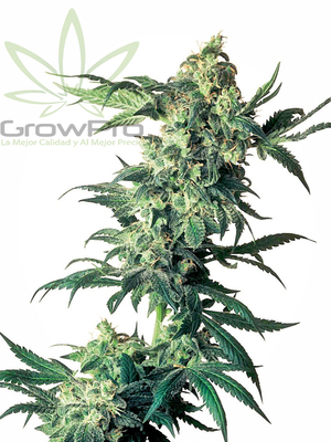 Semillas Sensi Seeds northern lights x31