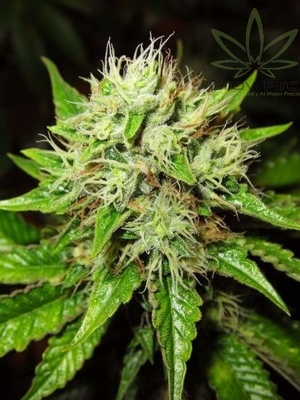 Semillas Nirvana Seeds Auto Og Kush x31