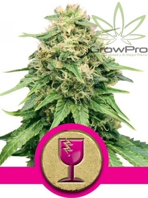 Semillas Royal Queen Royal OG Kush x51