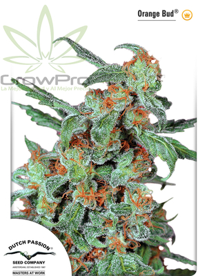Semillas Dutch Passion Orange Bud x31