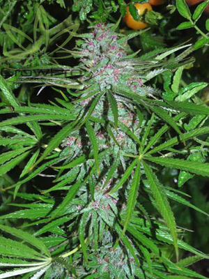 Semillas Cannabiogen Seeds Panama x31