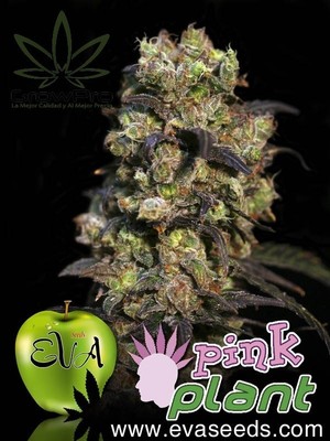 Semillas Eva Seeds Pink Plant x31