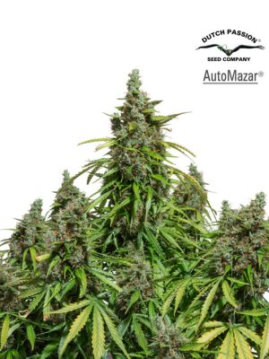 Semillas Dutch Passion Auto Mazar x11