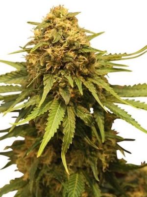 Semillas Royal Queen Critical x11