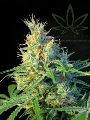 Semillas Sweet Seeds Psicodelicia x41