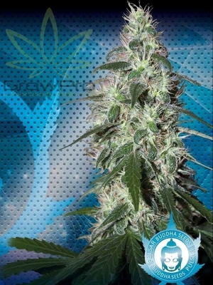 Semillas Buddha Seeds Pulsar x31