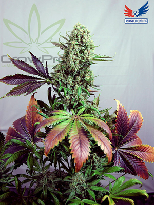 Semillas Positronics Purple Haze #1 x31