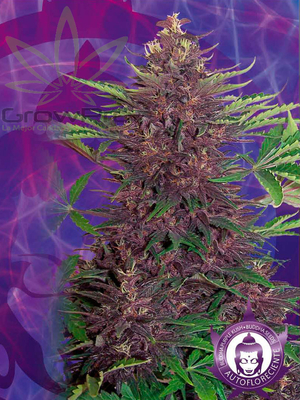 Semillas Buddha Seeds Auto Buddha Purple Kush x31