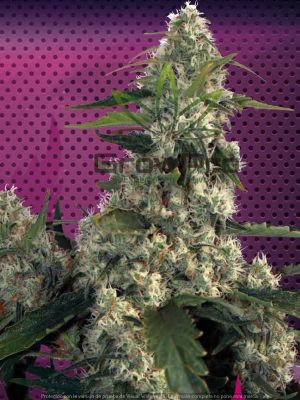 Semillas Buddha Seeds Quasar x3