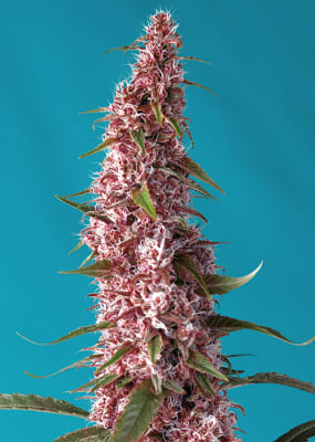 Semillas Sweet Seeds Auto Red Pure CBD x41