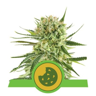Semillas Royal Queen Auto Royal Cookies x11