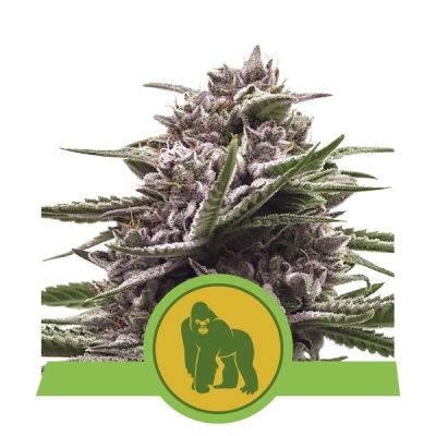 Semillas Royal Queen Auto Royal Gorilla x11