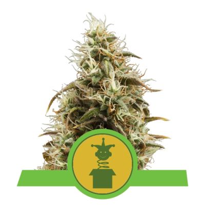 Semillas Royal Queen Auto Royal Jack x3 (Jack Herer)1