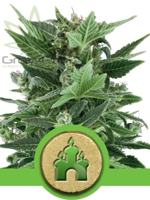 Semillas Royal Queen Auto Royal Kush x31