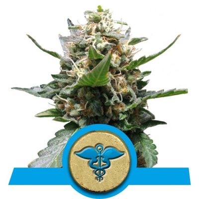 Semillas Royal Queen Royal Medic x51