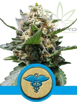 Semillas Royal Queen Royal Medic x31