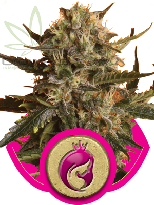 Semillas Royal Queen Royal Madre1