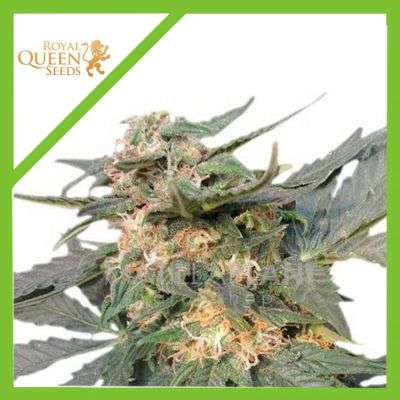 Semillas Royal Queen Auto Royal Haze x31