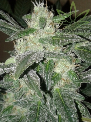 Semillas Royal Queen Auto Royal AK x31