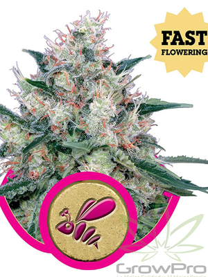 Semillas Royal Queen Royal Caramel Fast Version x11