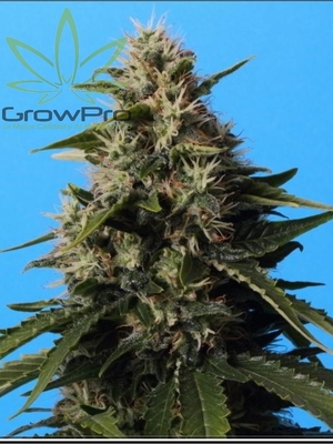 Semillas Royal Queen Royal Moby x11