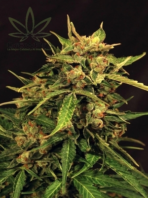 Semillas Exotic Seed Auto Russian Automatic x31