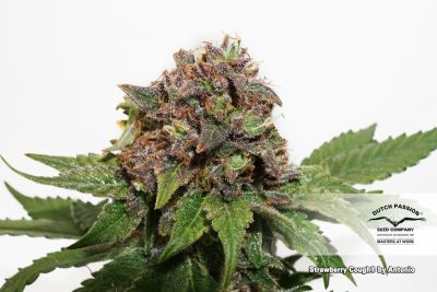 Semillas Dutch Passion Strawberry Cough x3