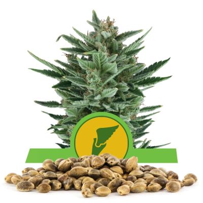 Semillas Royal Queen Auto Quick One x31