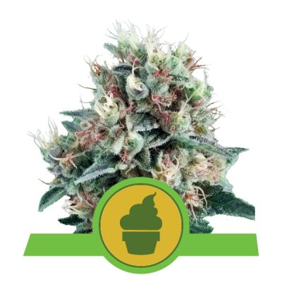 Semillas Royal Queen Auto Royal Creamatic x11