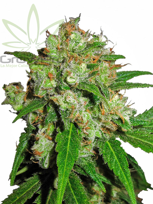 Semillas Sensi Seeds Sensi Skunk x31