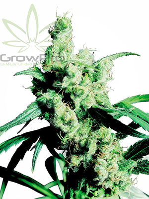 Semillas Sensi Seeds Silver Haze n°9 x31