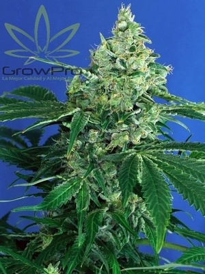 Semillas Exotic Seed Sir Jack x31