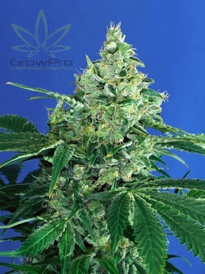 Semillas Exotic Seed Auto Sir Jack x31