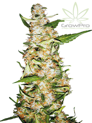 Semillas Sensi Seeds Auto Skunk n°1 x31