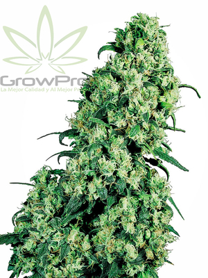 Semillas Sensi Seeds Skunk N1 x31