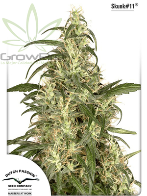 Semillas Dutch Passion Skunk 11 x31