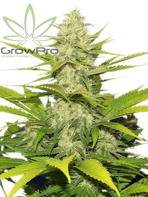 Semillas Royal Queen Skunk XL x11